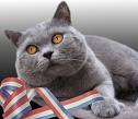 bienvenido al blog de los gatitos british